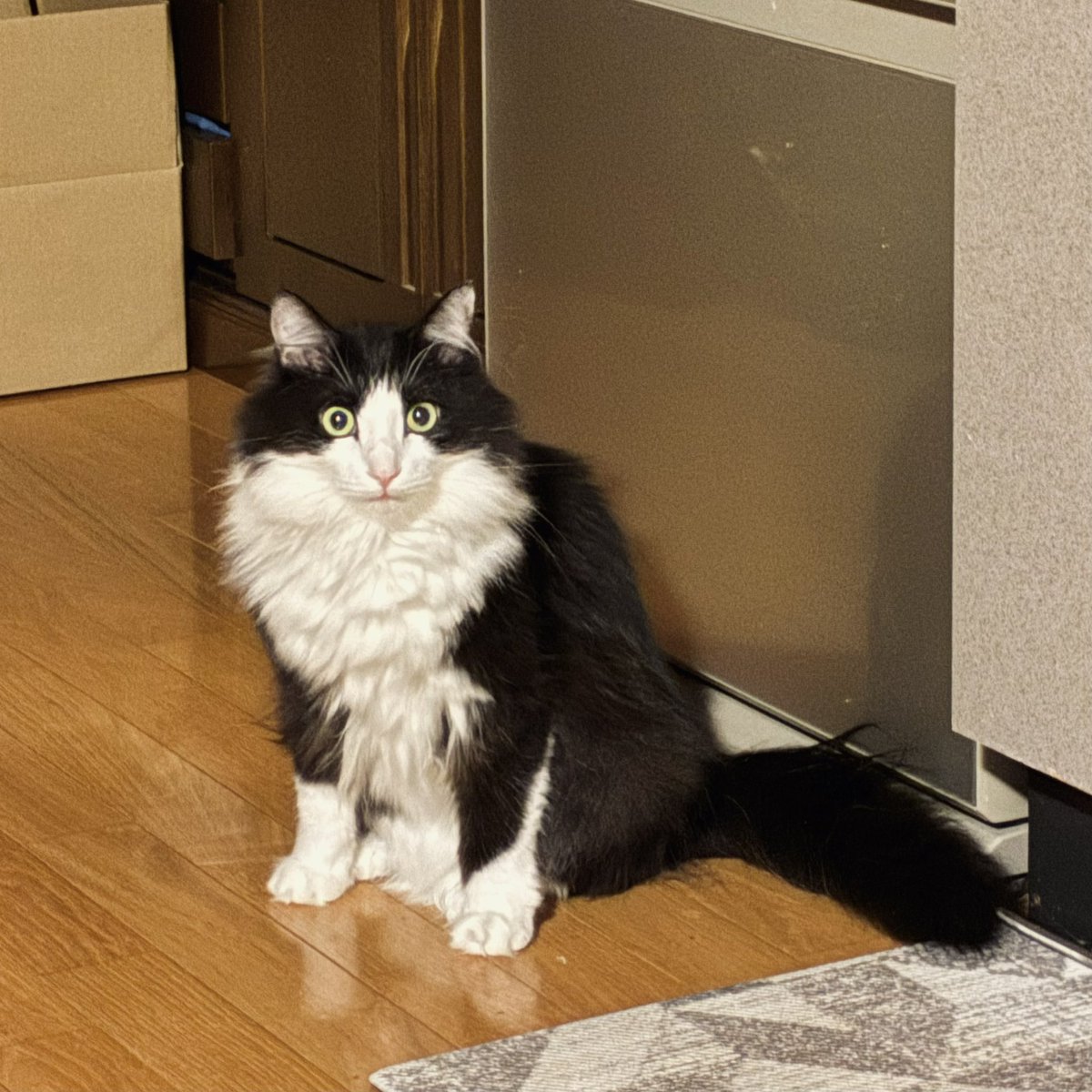 Poco218's tweet photo. とりあえず毛繕いがへたくそすぎてボサボサになってるねこでも見るか https://t.co/ZUxQFUjlKu