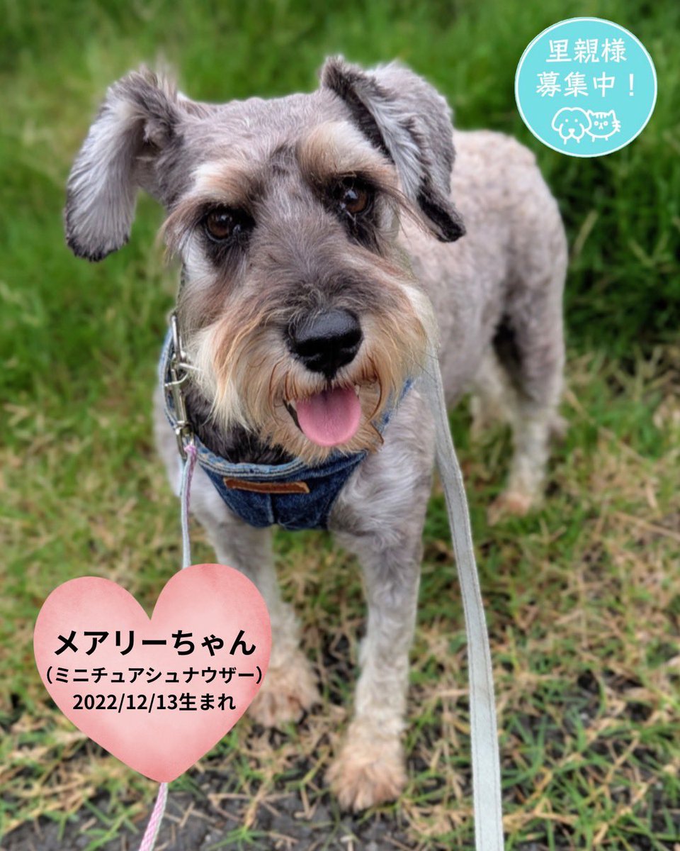 petminuma's tweet photo. 【里親様募集中】メアリーちゃん🐶💕
ミニチュアシュナウザー
 2022年12月13日生まれ🎂
いつもニコニコ、明るく元気なメアリーちゃん☺️ 
お友達とも仲良く遊べる、とってもフレンドリーな女の子です♡
ちょっぴりぽっちゃりさんなところもチャームポイント✨
 後ろ姿は……まるでコアラ？🐨🤭笑 https://t.co/746TW5PrKA