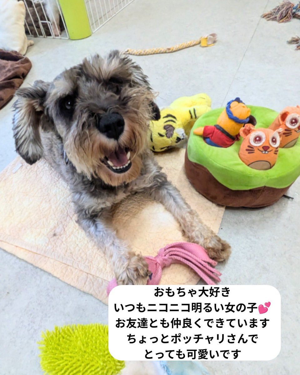 petminuma's tweet photo. 【里親様募集中】メアリーちゃん🐶💕
ミニチュアシュナウザー
 2022年12月13日生まれ🎂
いつもニコニコ、明るく元気なメアリーちゃん☺️ 
お友達とも仲良く遊べる、とってもフレンドリーな女の子です♡
ちょっぴりぽっちゃりさんなところもチャームポイント✨
 後ろ姿は……まるでコアラ？🐨🤭笑 https://t.co/746TW5PrKA
