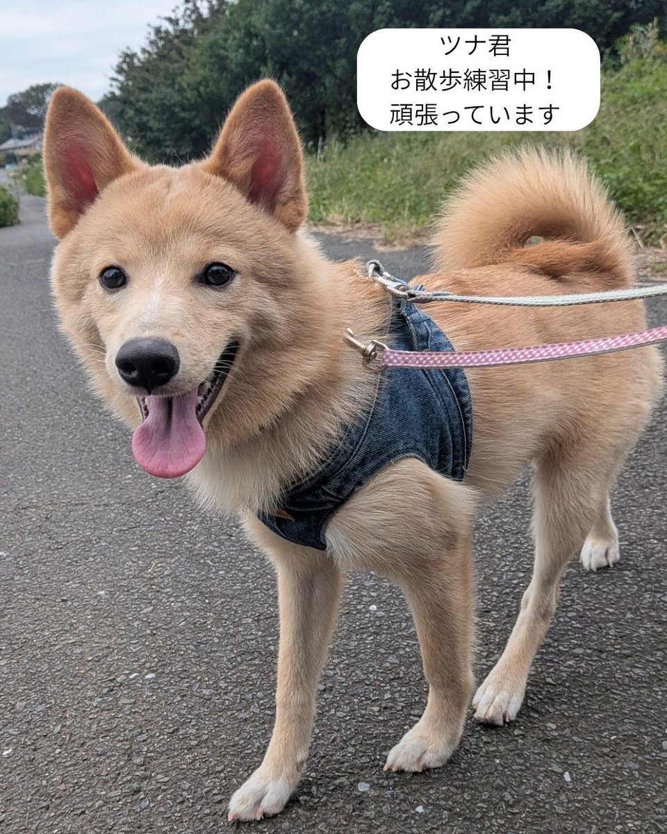 petminuma's tweet photo. 【里親様募集中】メアリーちゃん🐶💕
ミニチュアシュナウザー
 2022年12月13日生まれ🎂
いつもニコニコ、明るく元気なメアリーちゃん☺️ 
お友達とも仲良く遊べる、とってもフレンドリーな女の子です♡
ちょっぴりぽっちゃりさんなところもチャームポイント✨
 後ろ姿は……まるでコアラ？🐨🤭笑 https://t.co/746TW5PrKA
