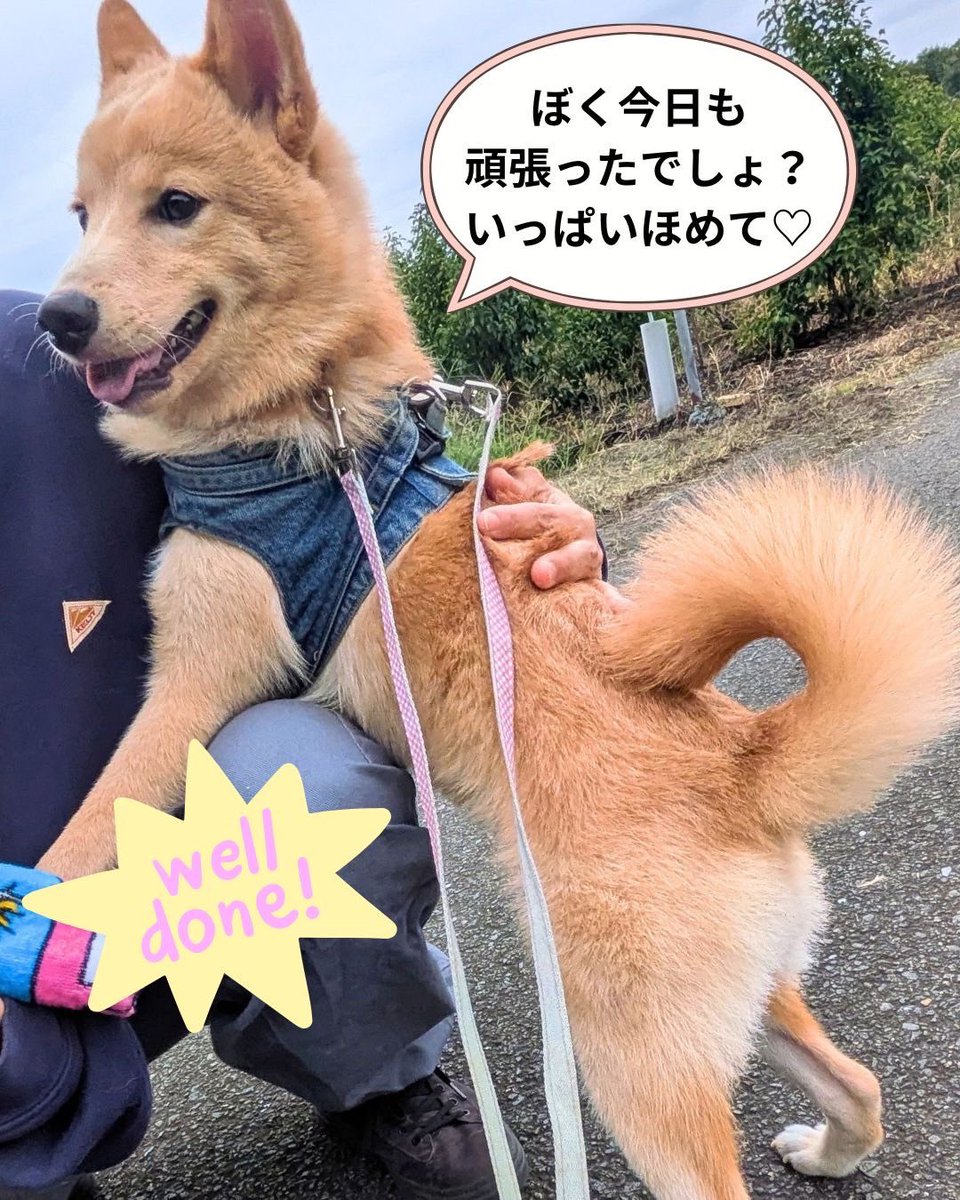 petminuma's tweet photo. 【里親様募集中】メアリーちゃん🐶💕
ミニチュアシュナウザー
 2022年12月13日生まれ🎂
いつもニコニコ、明るく元気なメアリーちゃん☺️ 
お友達とも仲良く遊べる、とってもフレンドリーな女の子です♡
ちょっぴりぽっちゃりさんなところもチャームポイント✨
 後ろ姿は……まるでコアラ？🐨🤭笑 https://t.co/746TW5PrKA