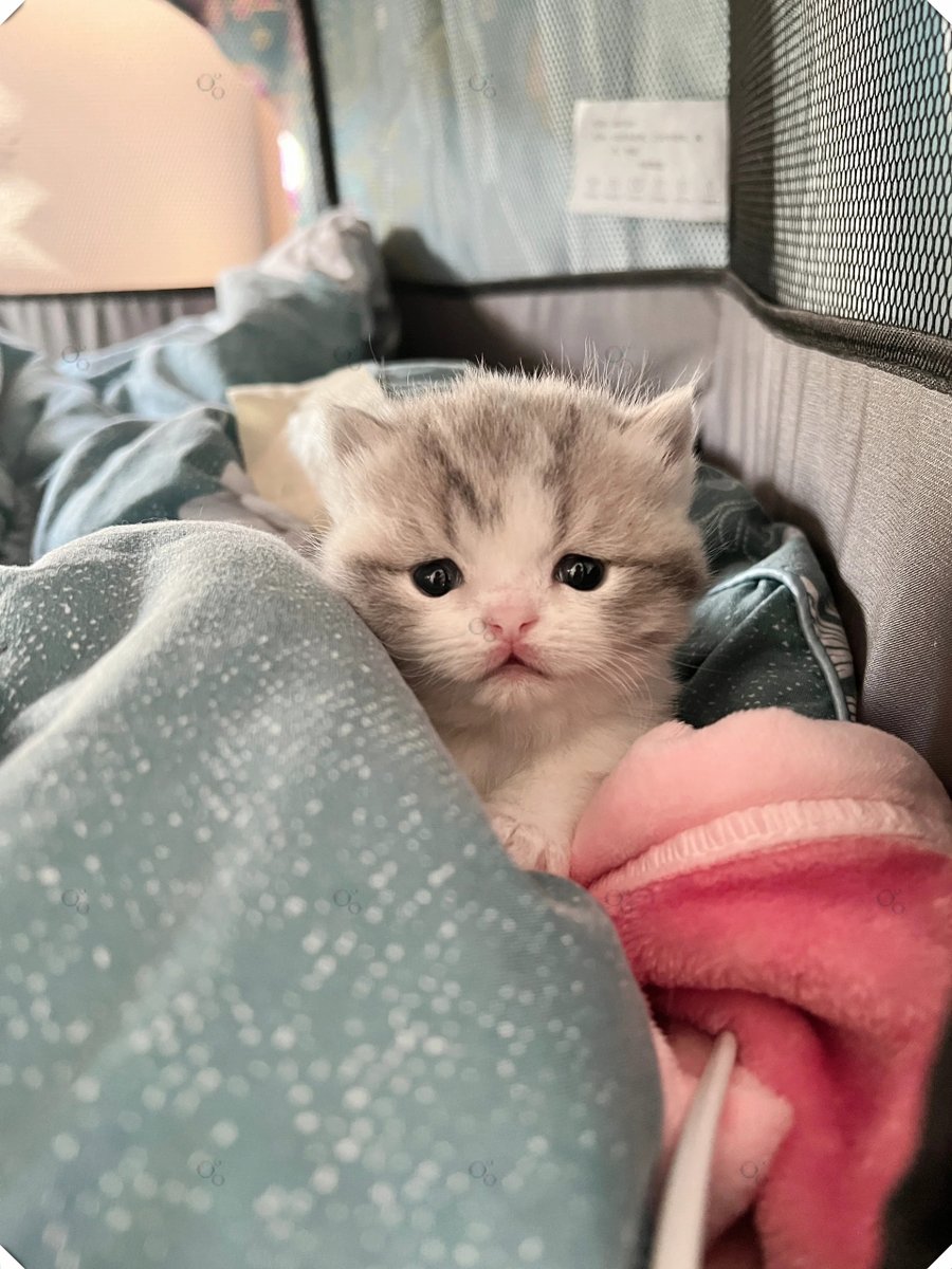 DaisyEdgarfikl's tweet photo. [La gata juguetona hace que los ratones duerman en paz, su rostro con mejillas rosadas y ojos que guardan sueos.] https://t.co/0LDqvXKow7