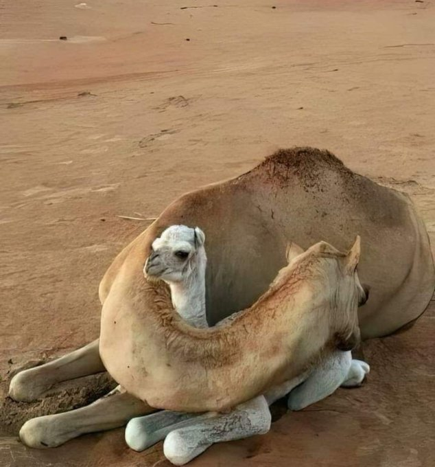 Rainmaker1973's tweet photo. A mother's love. https://t.co/t0rQQF1PMW