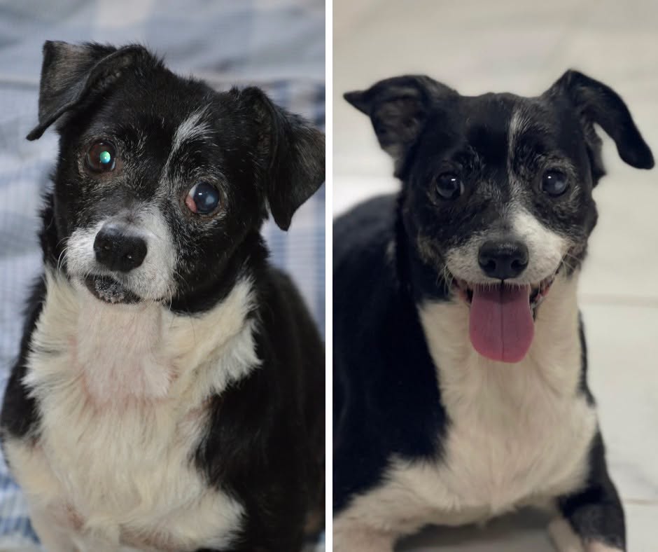 SosAbuelos1's tweet photo. #ALICANTE
La yayita de 13 años #VIANEY ha pasado por el vete: la han operado de un ojito, limpiado la boquita y esterilizado. 
Ya está totalmente preparada para irse al afortunado hogar que quiera adoptarla.

Contacto: 966710047 (mensaje) / WhatsApp 688792515 - (cita previa) https://t.co/kHMg4HMAd2