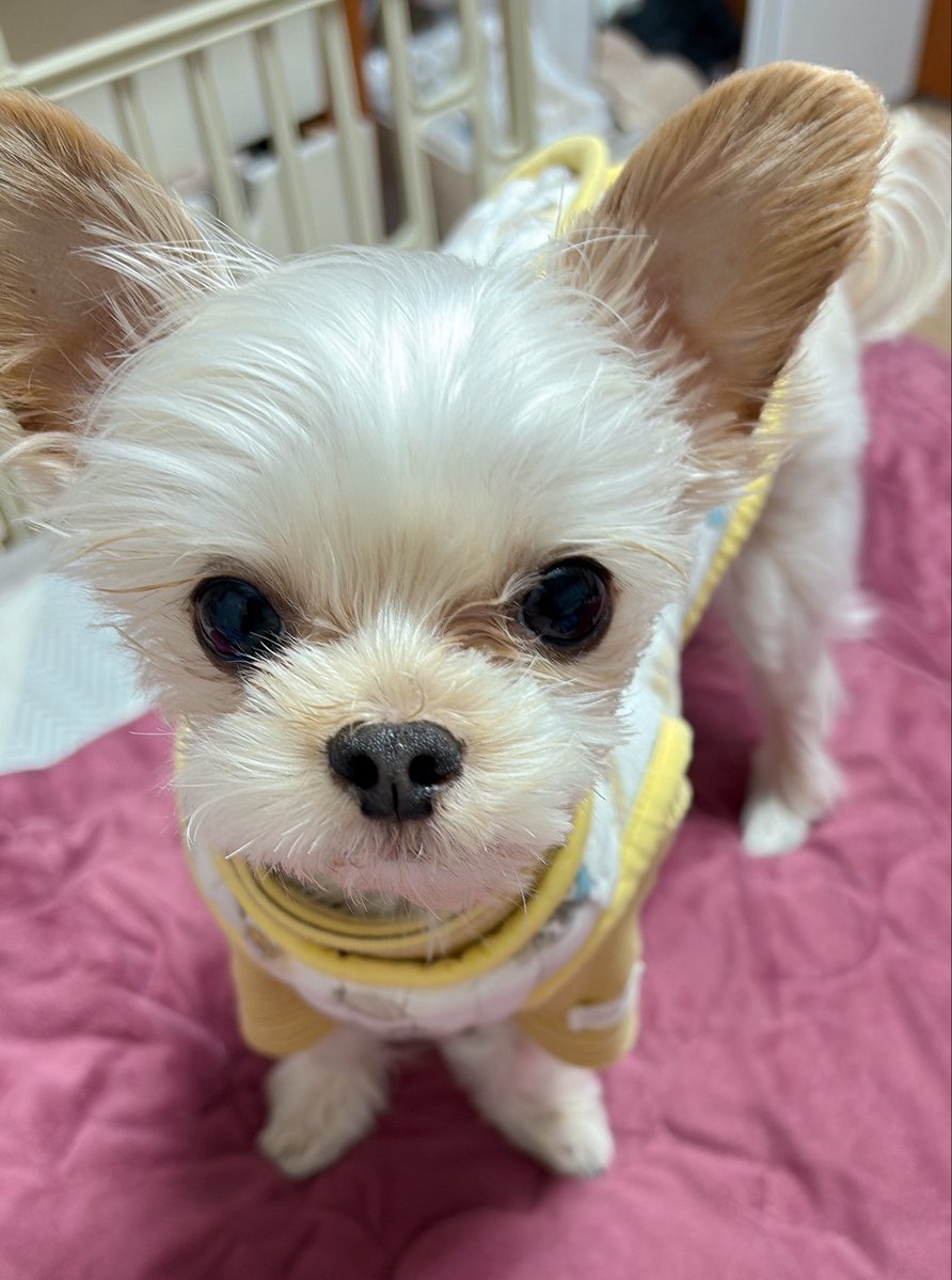 green_beean's tweet photo. 목폴라 입었는데도 춥다고 덜덜 떨고 있어서
조끼하나 더 입혔어
겨울에 어떡하려고하지 이 강아지? https://t.co/2jrkQI3MYg