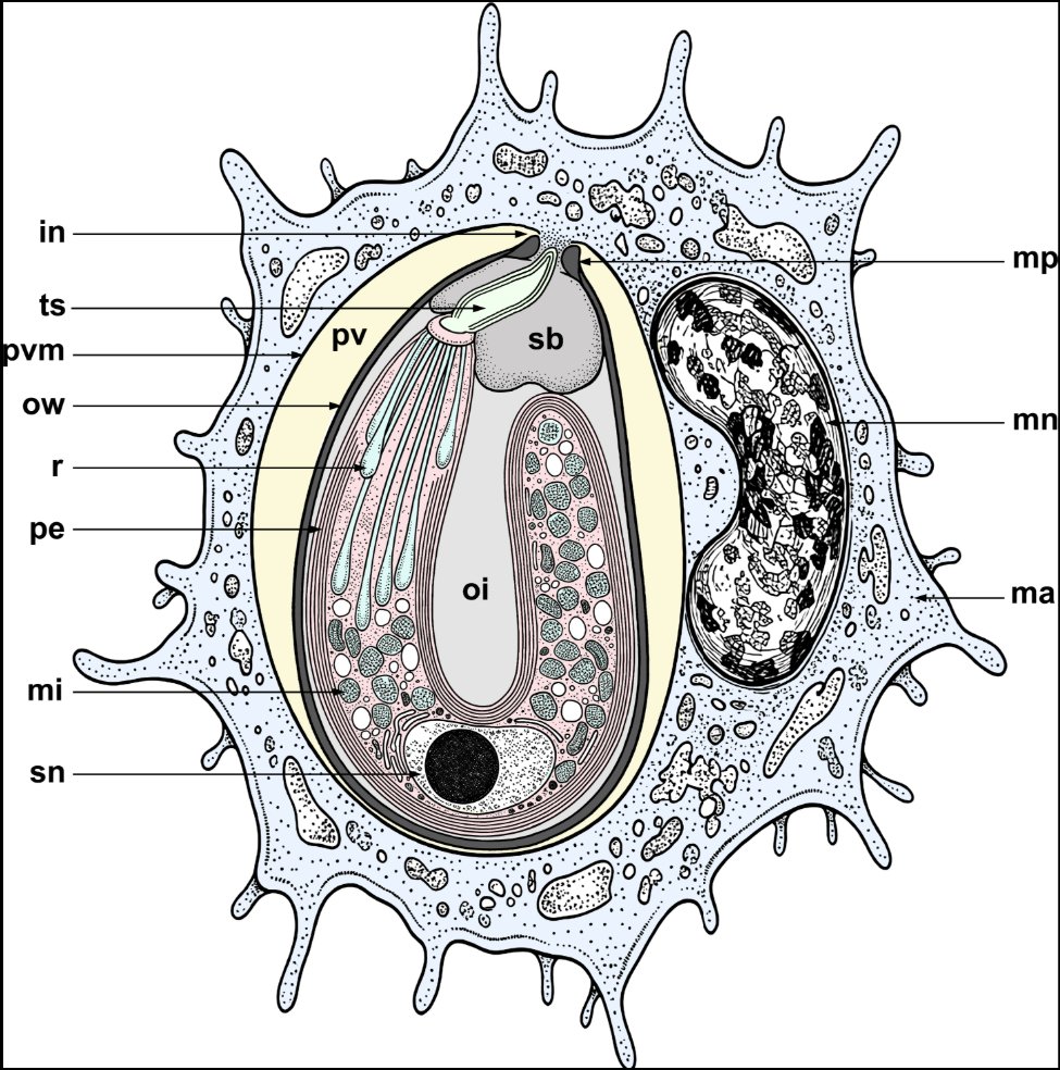 mbiojournal's tweet photo. How did #apicomplexans evolve to infect vertebrates? These mBio authors characterize Cryptonaiada temporaria, a gregarine that infects tadpole liver macrophages. Its unique biology reveals a rare transition from invertebrate to vertebrate parasitism. https://t.co/ETrSIXocuw https://t.co/8cSdnQamFC