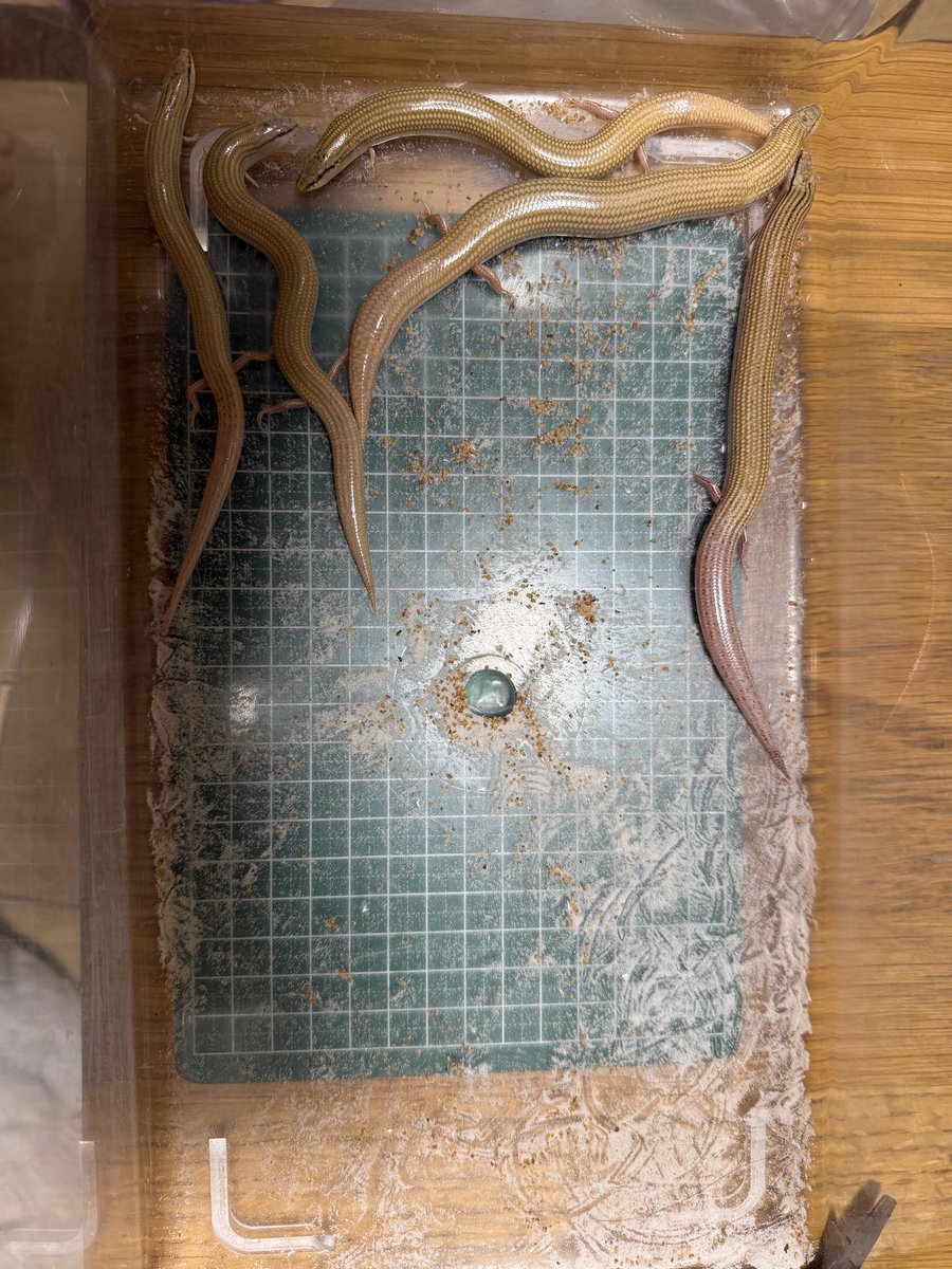 pomjirou's tweet photo. エジプトクサビトカゲが交尾していたので見てたら、ちっこいミミズみたいなのが走り抜けていった。いつの間にか生まれてた！これだから卵胎生は油断ならない。総浚いしてみたら全部で3匹生まれてた。かわいすぎる。 https://t.co/Iyv9xzBuEr