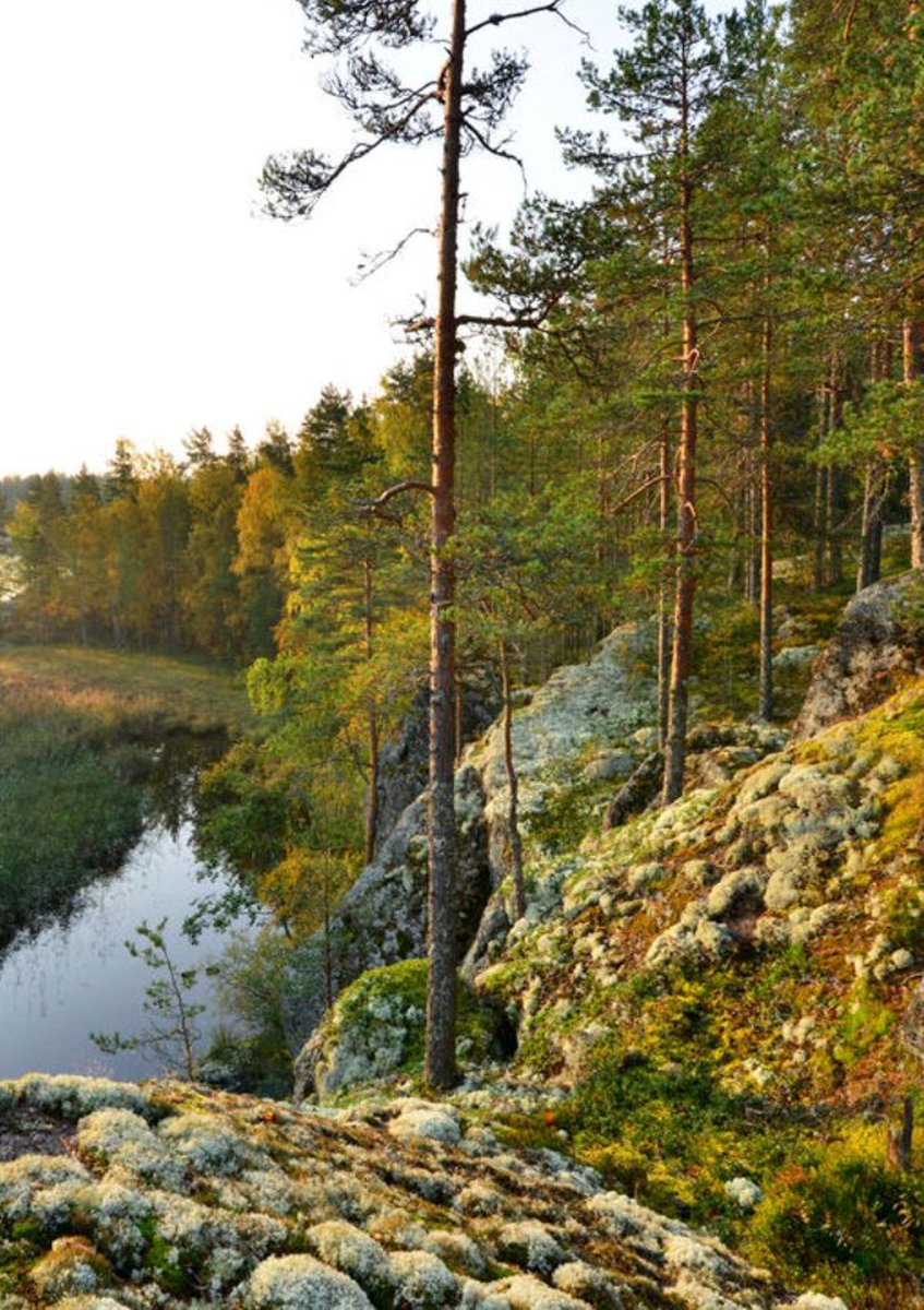 InternetH0F's tweet photo. Google allegedly cut down over 300 hectares of Finnish forest to make way for a huge AI data center, without waiting for an environmental assessment the law required

The company denied breaking any rules, and Finland's regulator is now looking into it https://t.co/GSxFpaDI4U