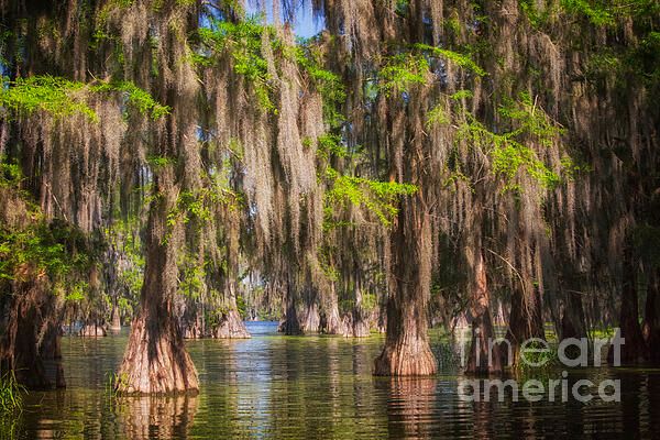 PatriciaPhotos's tweet photo. Bald cypress trees in Lake Martin, Louisiana https://t.co/eos8iHU3gR #finearts #WallArt #homedecor #art #artgallery #artprints #giftideas #AYearForArt #LoveArt #Buyintoart #WALLARTFORSALE #photography #balscypress #trees #swamp #LakeMartin #louisiana https://t.co/LQlYc2rarj