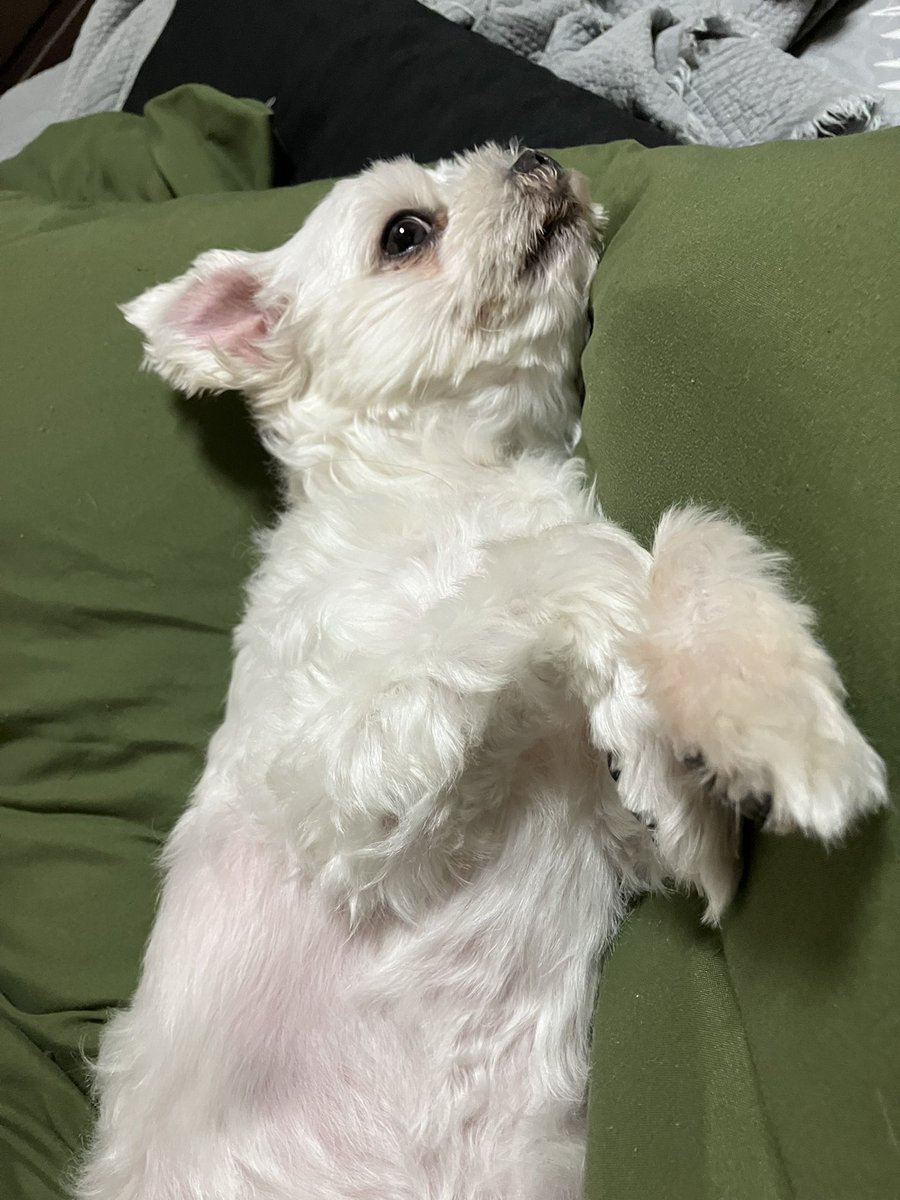 I_need_Omocha's tweet photo. 羽毛布団、解禁———。
#マルチーズ
#犬のいる暮らし https://t.co/Xs1RGyHHkx