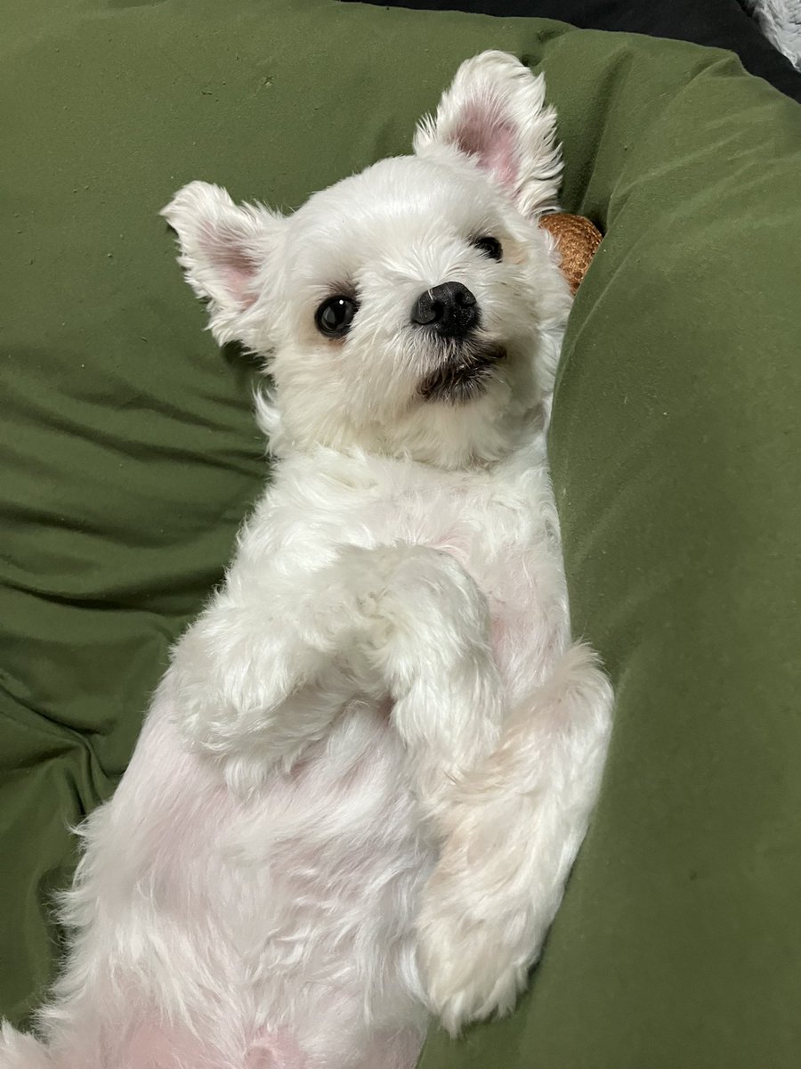 I_need_Omocha's tweet photo. 羽毛布団、解禁———。
#マルチーズ
#犬のいる暮らし https://t.co/Xs1RGyHHkx