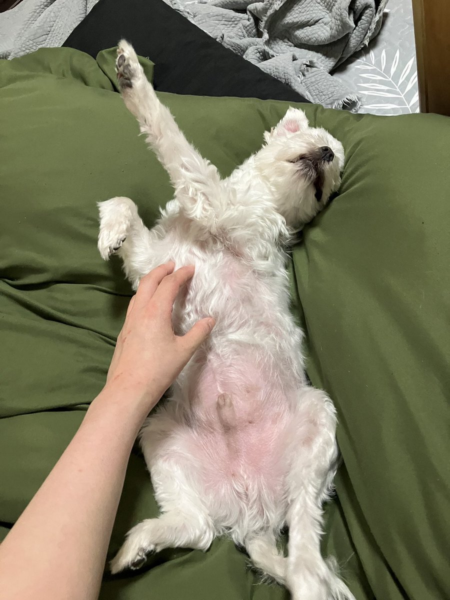 I_need_Omocha's tweet photo. 羽毛布団、解禁———。
#マルチーズ
#犬のいる暮らし https://t.co/Xs1RGyHHkx