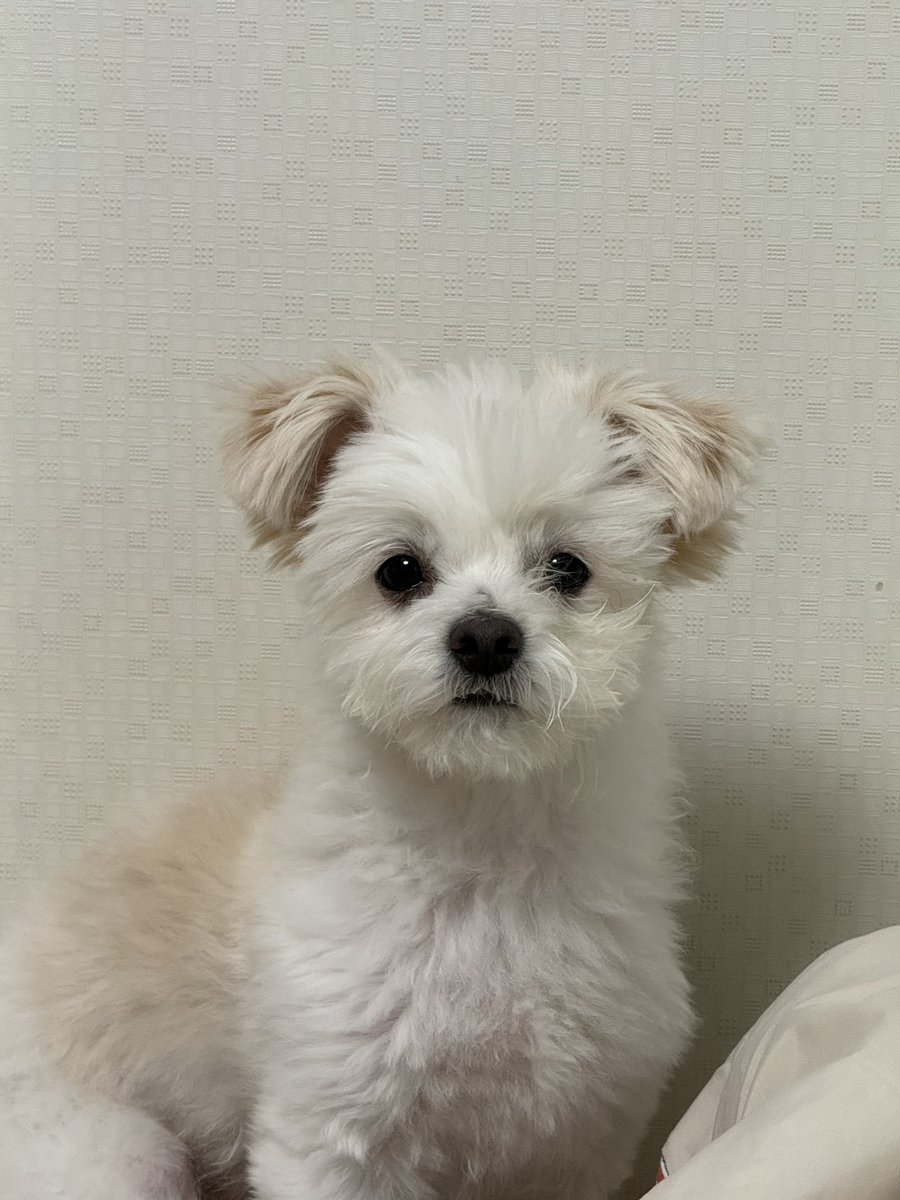 Noopppp_y's tweet photo. 밥먹다가 뒤돌아봤는데
강아지가 이러고 빤히.. 쳐다보면 어떻게할거야? 
엠비티아이랑 같이알려줘 https://t.co/7tBDssmeAq