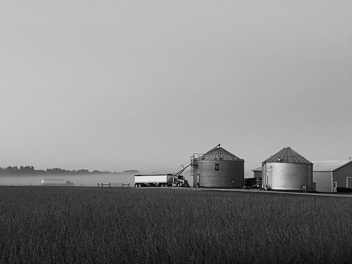 DirectEntInc's tweet photo. Some of the last standing beans on the detour through eastern IN 📍 and I bet they won’t be there tomorrow! 🚜 Crop is coming OUT in big patches either direction, with some too dang wet to get in. ☔️What’s it look like where you’re at? 🫵

#spraytank #agronomy #farming #readywater #harvest26
