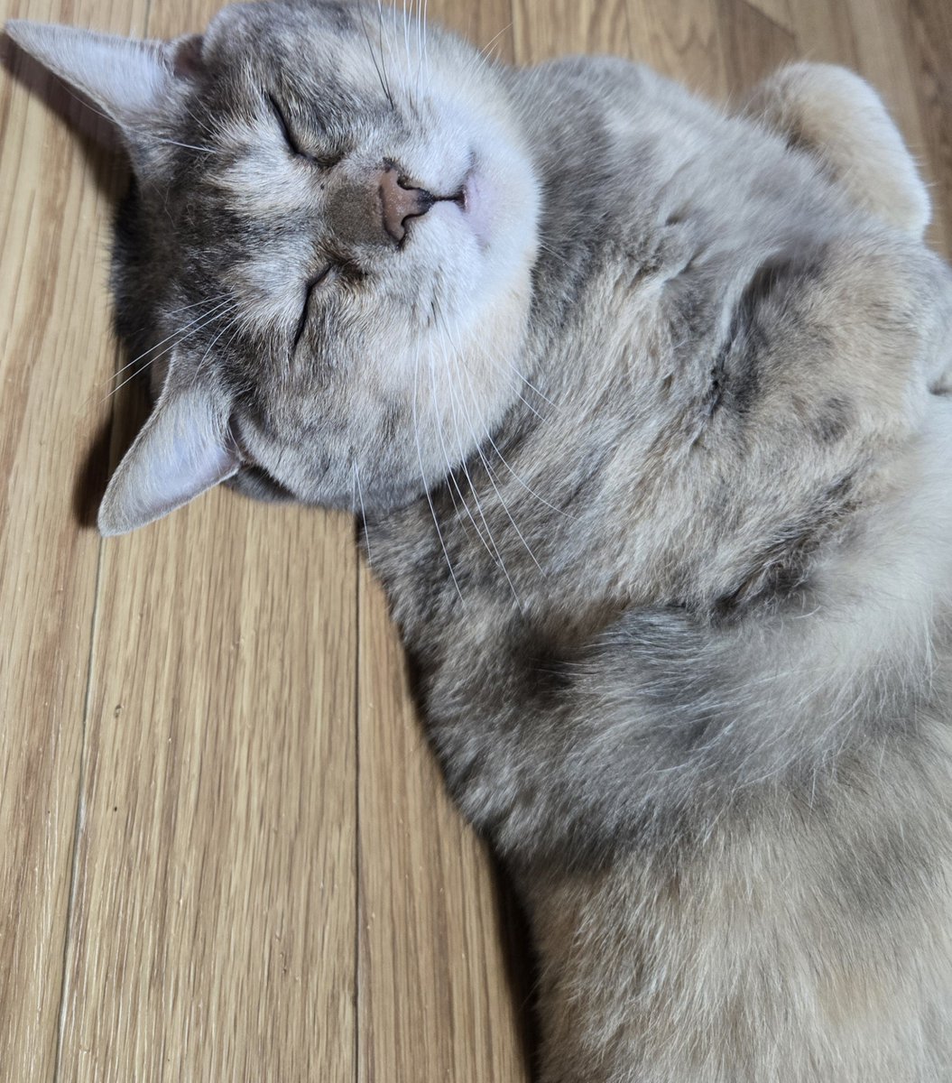 yodamathu's tweet photo. お嬢の開き https://t.co/nMr59zrzDD