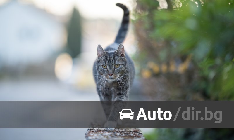 dirbg's tweet photo. Сиви котки спъват роботакситата на Tesla през нощта dlvr.​it/TVnFHb https://t.co/9wHyFPwaIe