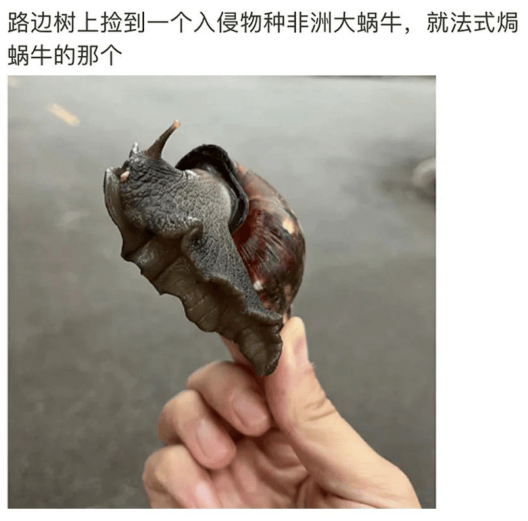 EllaBrelanpy's tweet photo. Me acurruco como un caracol, apretando el cubo con todas mis fuerzas, esperando que pase la lluvia. https://t.co/C41C0EUkgW
