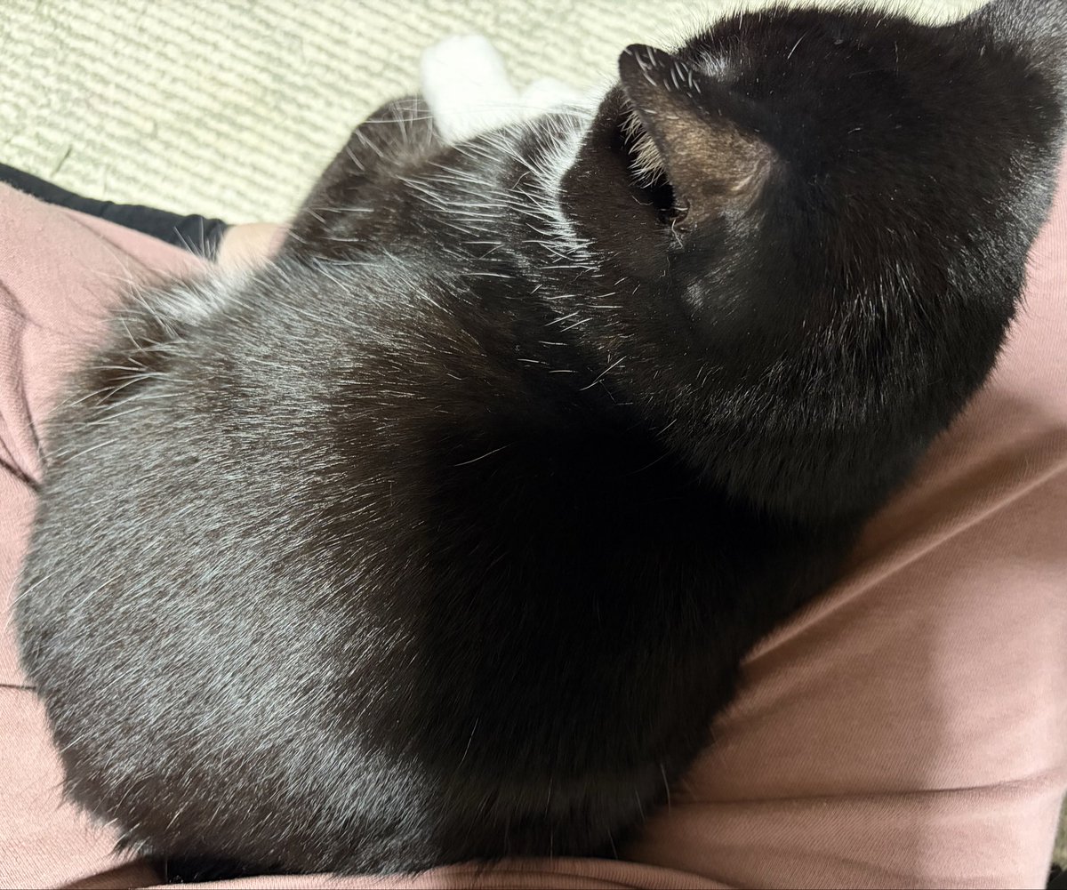 cibinyan's tweet photo. ちーたまが仕事中もお膝を御所望なので
仕事机を椅子に座るタイプじゃなくローテーブルに買い換えようかと思う

尚仕事着…(画面ありの会議の時だけ着替えてる) https://t.co/bMNqnbVGzA