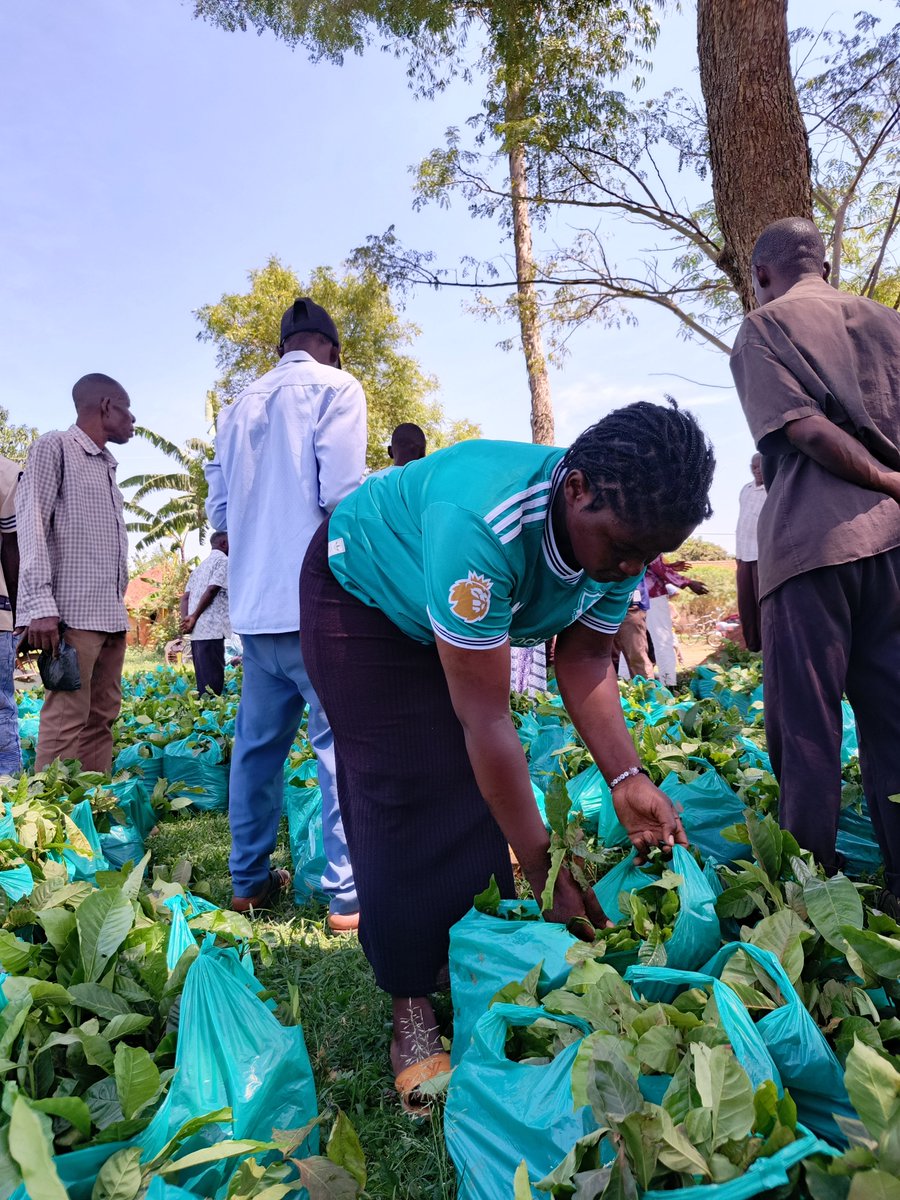Youthinuganda's tweet photo. Rooted in Hope, Growing in Peace 🌱🧠
​As young people, we are taking charge of our mental well-being by reconnecting with the earth. Nurturing a seedling is a gentle reminder that growth takes time, care, and patience—just like healing.
#MentalHealthAwareness #GreenHealing https://t.co/qVslq8SQXC