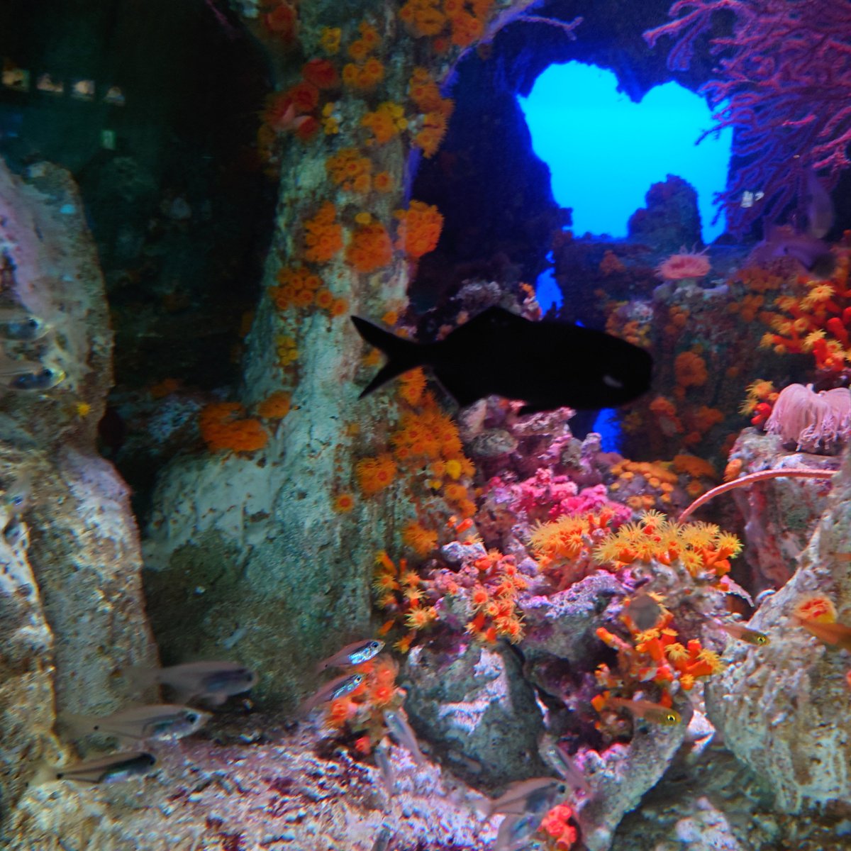 torimaru_rito's tweet photo. 一昨日ヒカリキンメにまた会ってきた!!推し魚 https://t.co/PwOAHj8Sjw