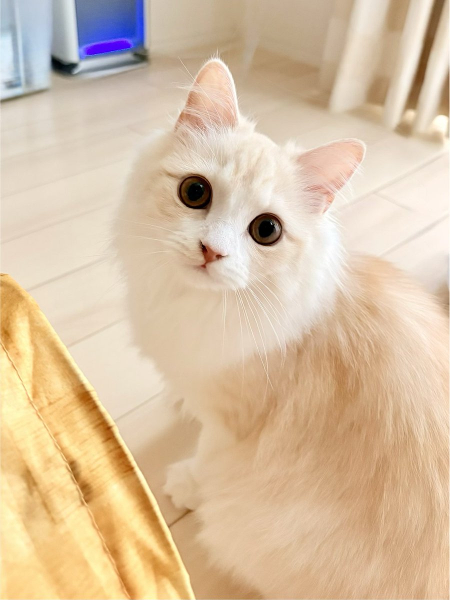 ako02041002's tweet photo. 今回のオンラインイベントで
一瞬だったけど
こむぎちゃんをお披露目できてよかった🐶🤍
みるくちゃんは抱っこ苦手で見せられないのが残念🥺
かわいい娘たちです🐶🐱🩷
親バカで(｡•́ᴗ•̀｡)ｺﾞﾒﾝﾈ...
#ミニチュアダックス #サイベリアン
#シェアきら https://t.co/QKcE83iWbO