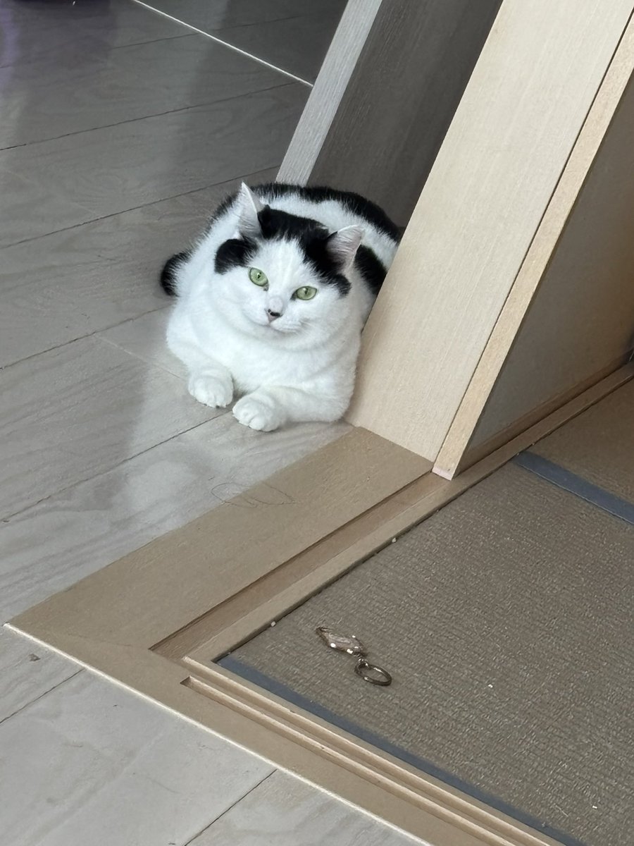 Purin20191's tweet photo. ちいさいのが
風邪ひくと
わーとか あーとか
うるさいから
めかぶは こどもすきじゃない
でも
しんぱいって やつはする。 https://t.co/PPyLV6eamr