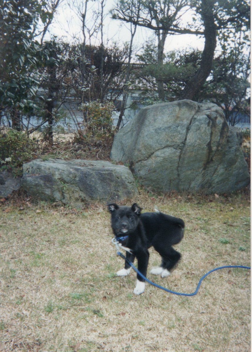 akkun_cl7's tweet photo. 実家で写真整理してたら、昔飼っていたワンコの写真が出てきました。

これが、
（スレに続く） https://t.co/6VL3RdsHdh