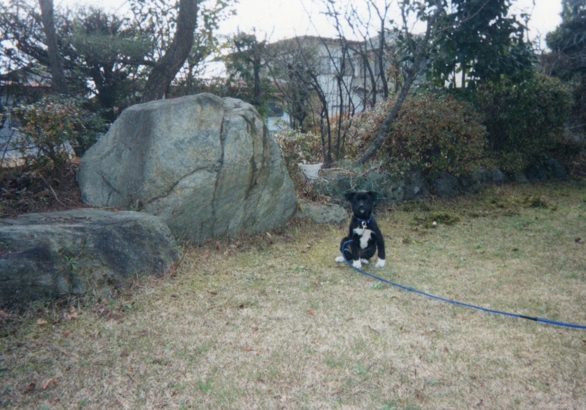 akkun_cl7's tweet photo. 実家で写真整理してたら、昔飼っていたワンコの写真が出てきました。

これが、
（スレに続く） https://t.co/6VL3RdsHdh