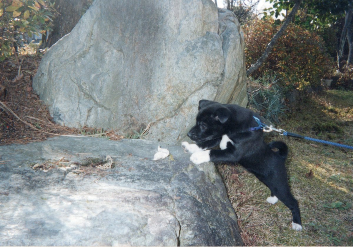 akkun_cl7's tweet photo. 実家で写真整理してたら、昔飼っていたワンコの写真が出てきました。

これが、
（スレに続く） https://t.co/6VL3RdsHdh