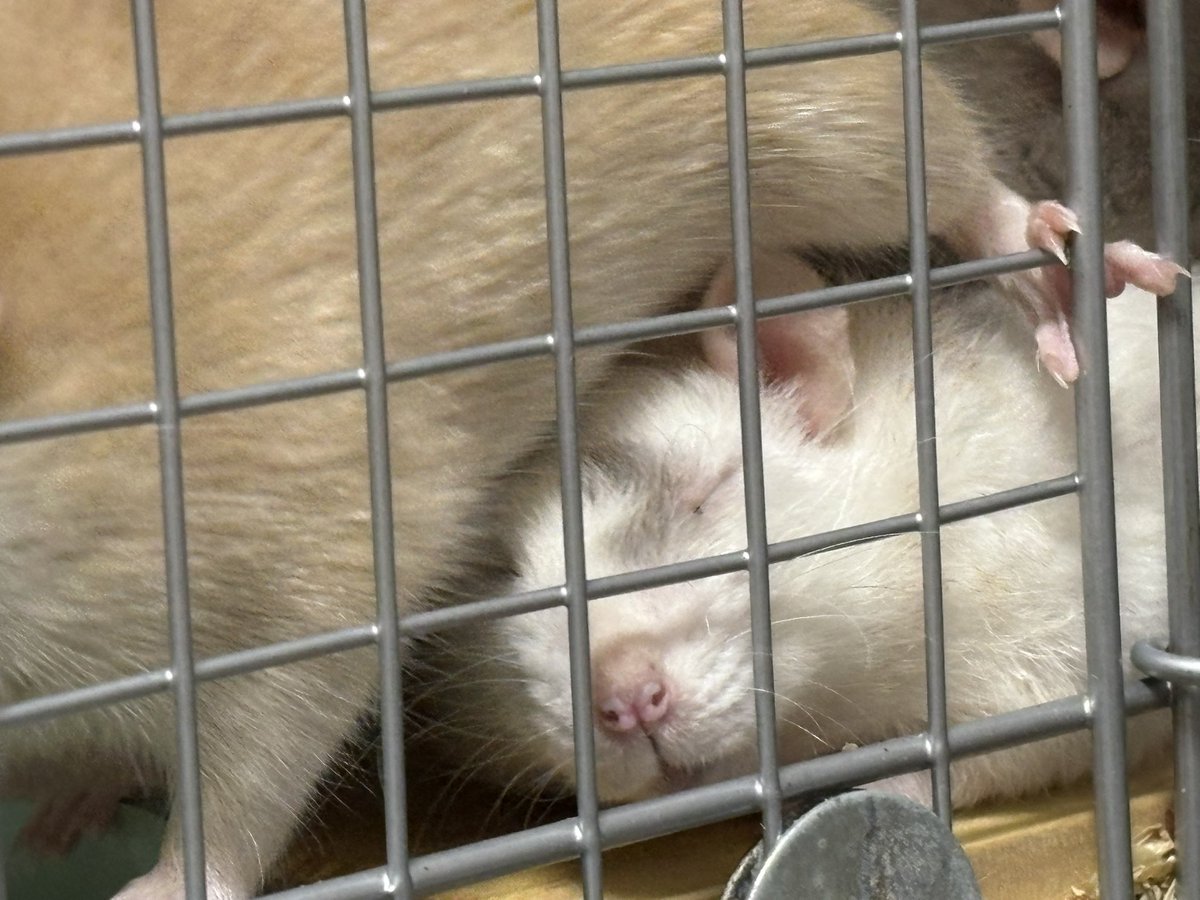 nezlate_'s tweet photo. ふまれるねずみ🐁 https://t.co/tSU9m8TvjE