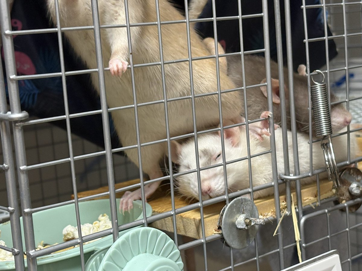 nezlate_'s tweet photo. ふまれるねずみ🐁 https://t.co/tSU9m8TvjE
