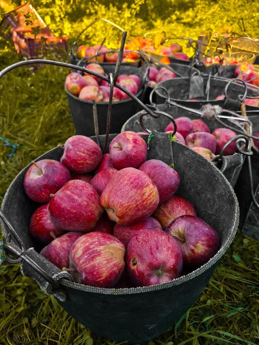mariyav2gm's tweet photo. 🍎 یک سبد سیب سرخ؛
ساده، زیبا و پر از حس خوب...
گاهی زیبایی، همین چیزهای ساده‌ای‌ست که بی‌صدا حال آدم را خوب می‌کنند. ❤️ https://t.co/XOJTif0aVz
