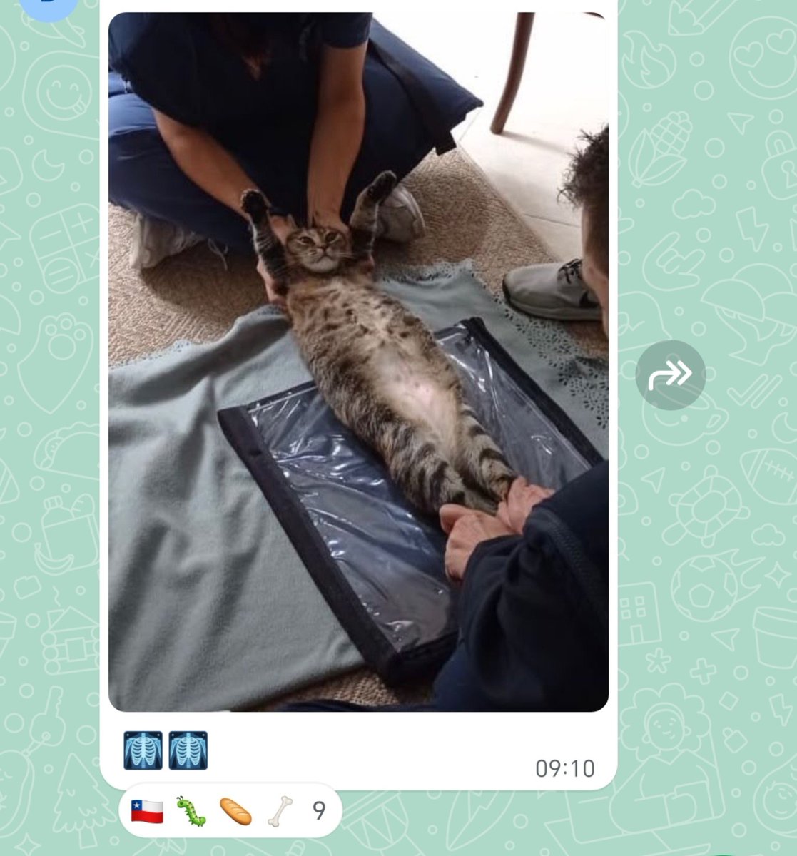 Dlibyh_FITF's tweet photo. Entré a un grupo de gatos en silencio, y le pusieron un Chile 😭 JSLAJSKAJAJA https://t.co/hjAMTc3j1l