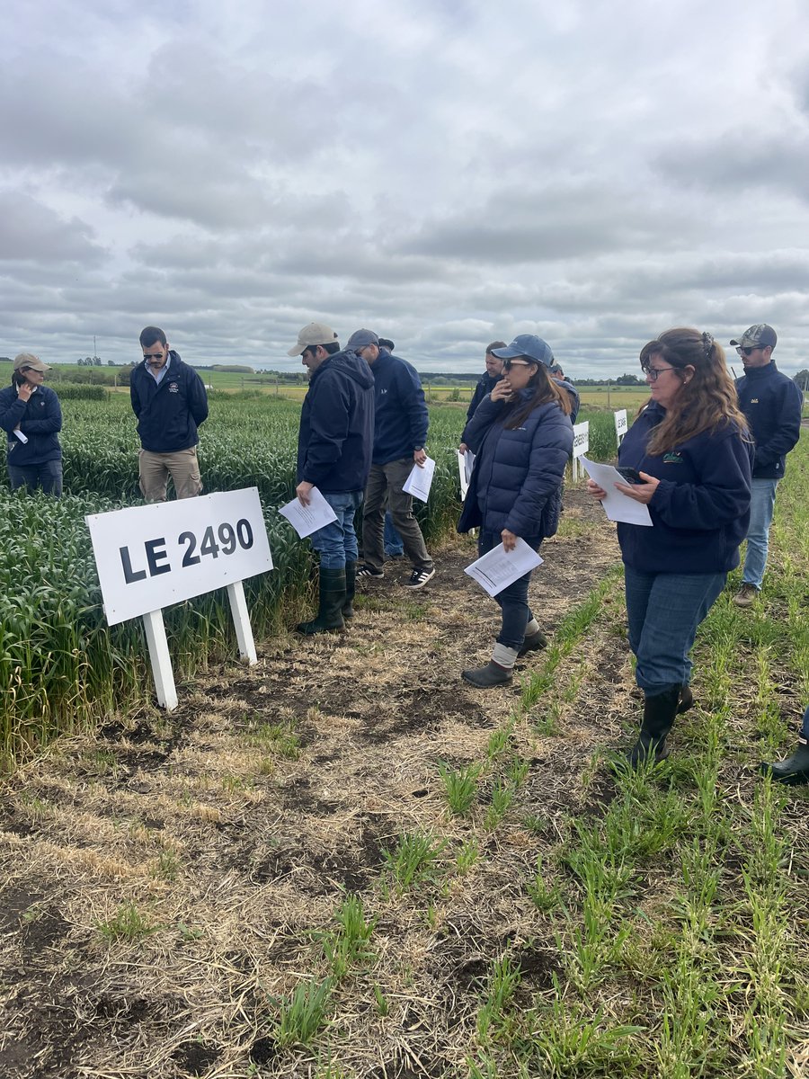 INIA_UY's tweet photo. ¿Cómo seguimos mejorando la genética nacional de trigo?🌾

Desde nuestro Programa de Mejoramiento de Trigo realizamos, junto con las cooperativas socias, una recorrida por los Ensayos Comparativos de Rendimiento para evaluar materiales GENESIS disponibles en el mercado y nuevas variedades que estarían disponibles en las próximas zafras.