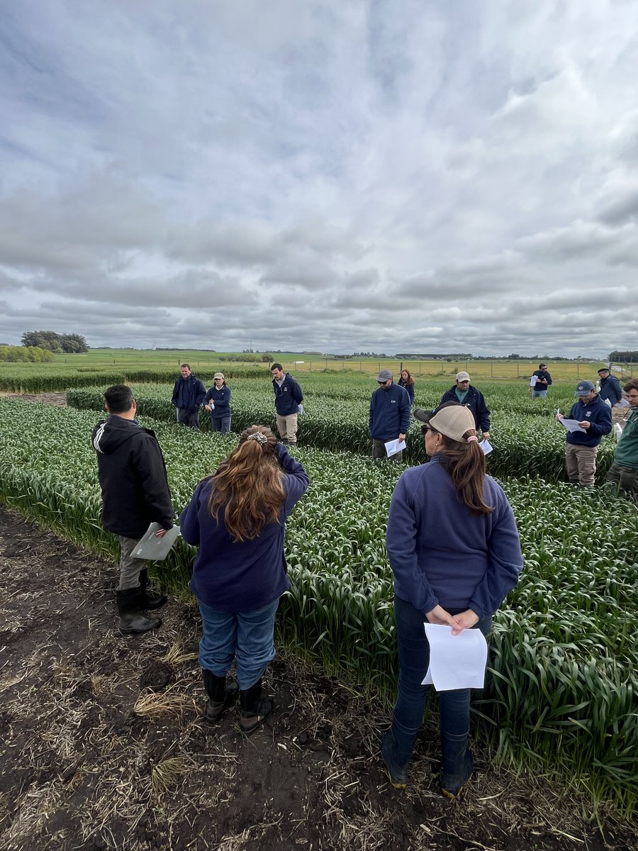 INIA_UY's tweet photo. Estos intercambios con los equipos técnicos de las cooperativas son fundamentales para acercar al programa las necesidades del sector y seguir orientando el mejoramiento hacia los desafíos de la producción.

GENESIS es la marca de genética nacional para trigo y soja; fue desarrollada a partir de una alianza estratégica entre INIA y seis cooperativas uruguayas: @CadolDolores, @CALMERoficial, @CALSAL1, @CopagranUy, Sociedad de Fomento Rural de Tarariras y @urf_cooperativa.