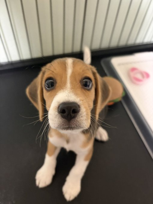 An adorable beagle puppy looks up at the camera with curious eyes, appearing to ask "What are you doing?" while standing on a dark surface near a pee pad. The curious expression perfectly captures the puppy's puzzled reaction to being photographed, embodying the playful sentiment of the caption.