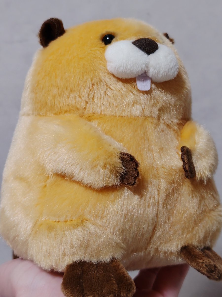 2013_0928skb's tweet photo. 連れて帰ってきました🦫
(UFOキャッチャーでとりました。) https://t.co/0r9GvdQoUj