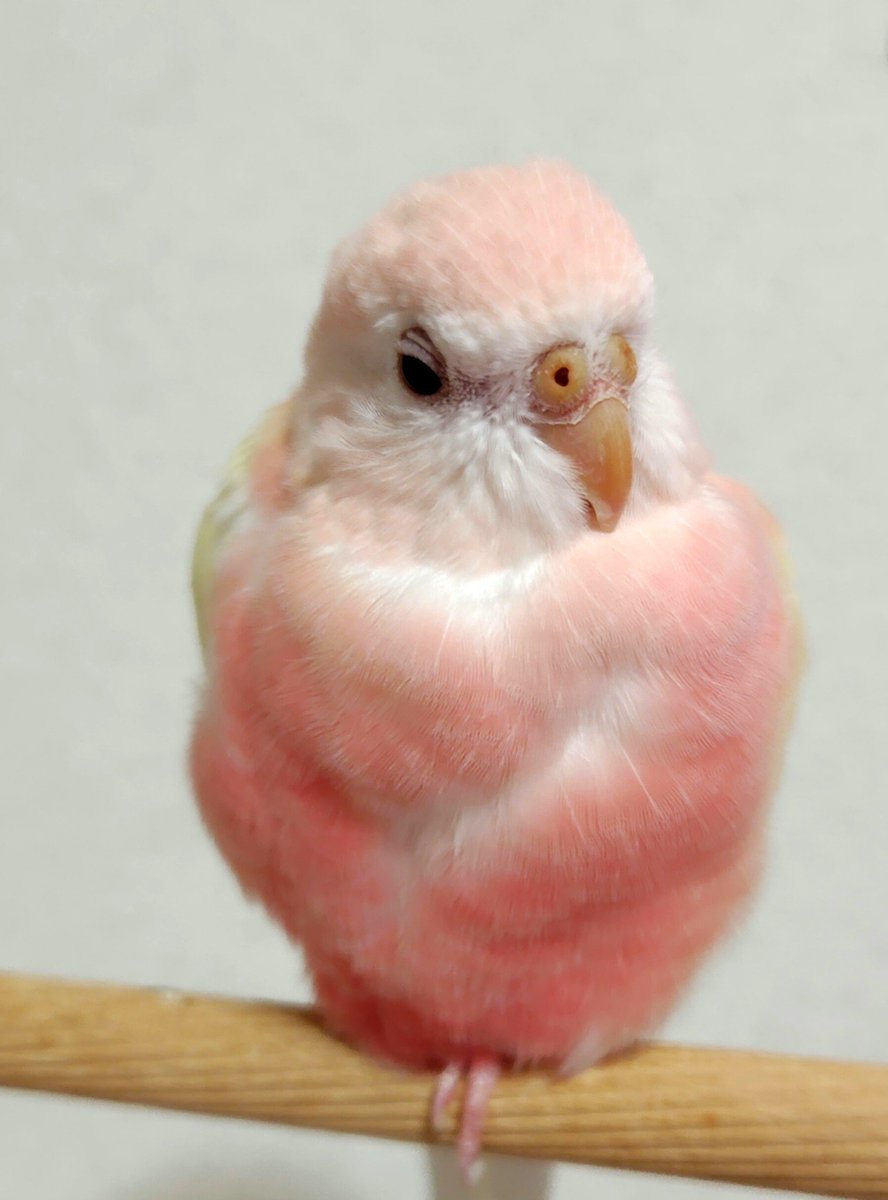 yumeni_aini's tweet photo. ぴんくいふわふわしたいきもの🐥🪶 https://t.co/2nwzATaace