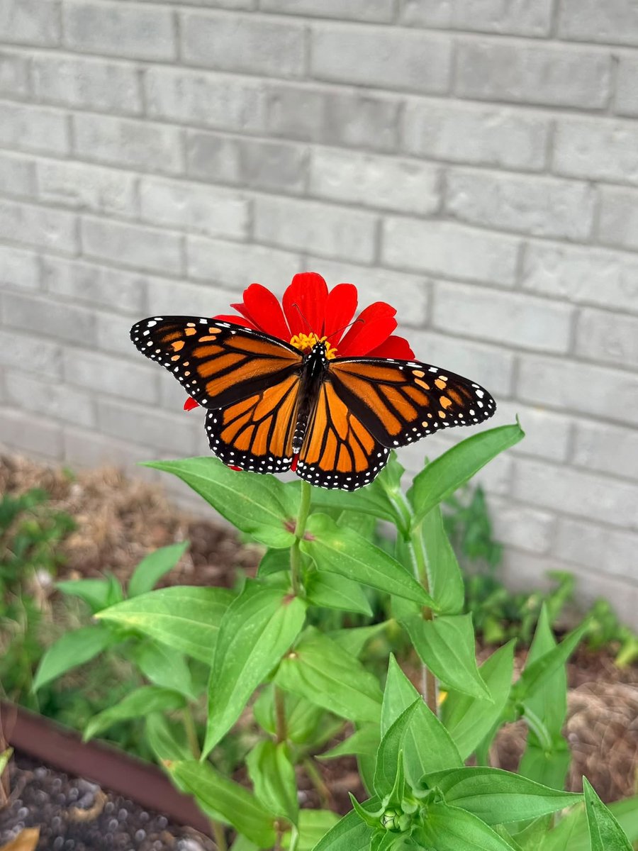MWwriter's tweet photo. Have a productive week, #5amwritersclub.
#writing #writingcomunity #BooksWorthReading #novels #shortstories #poems #photos #NatureMagic https://t.co/reN3qG8ZBg