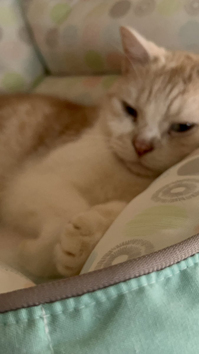 kotehanamugi's tweet photo. こてつ
#猫　
誰もよせつけないかん https://t.co/QLkDQIfHOS
