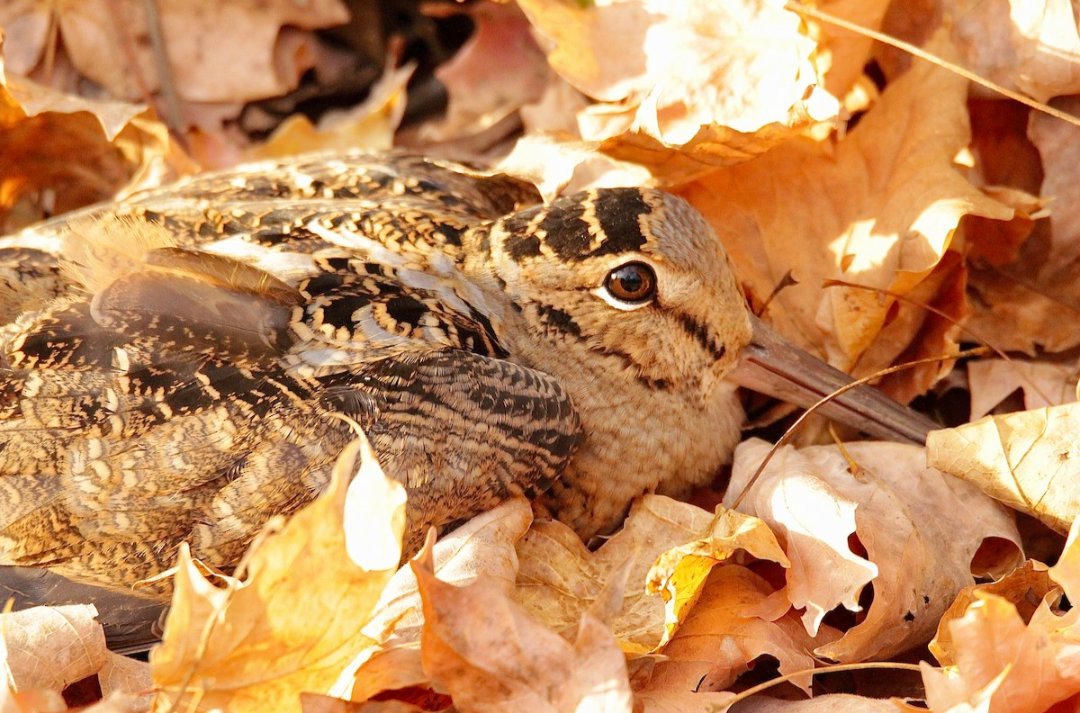 evilrelaysp0rt's tweet photo. I looked to see what the highest rated american woodcock photo for the state of kentucky is in the Macaulay Library and i was not disappointed https://t.co/EVB0Ner5Ni