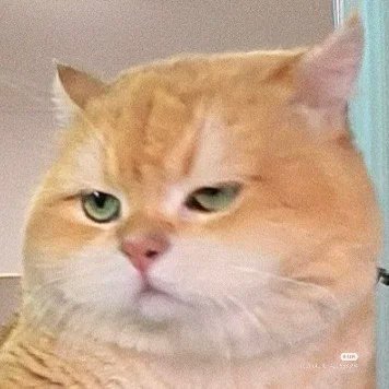 nocontextscats tweet picture