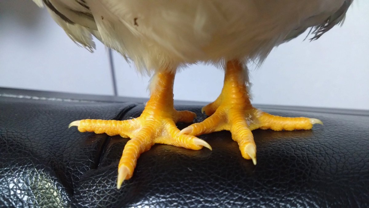 crazycordyceps's tweet photo. くーちゃんのむちむちあんよ https://t.co/UpkWlBwE2R