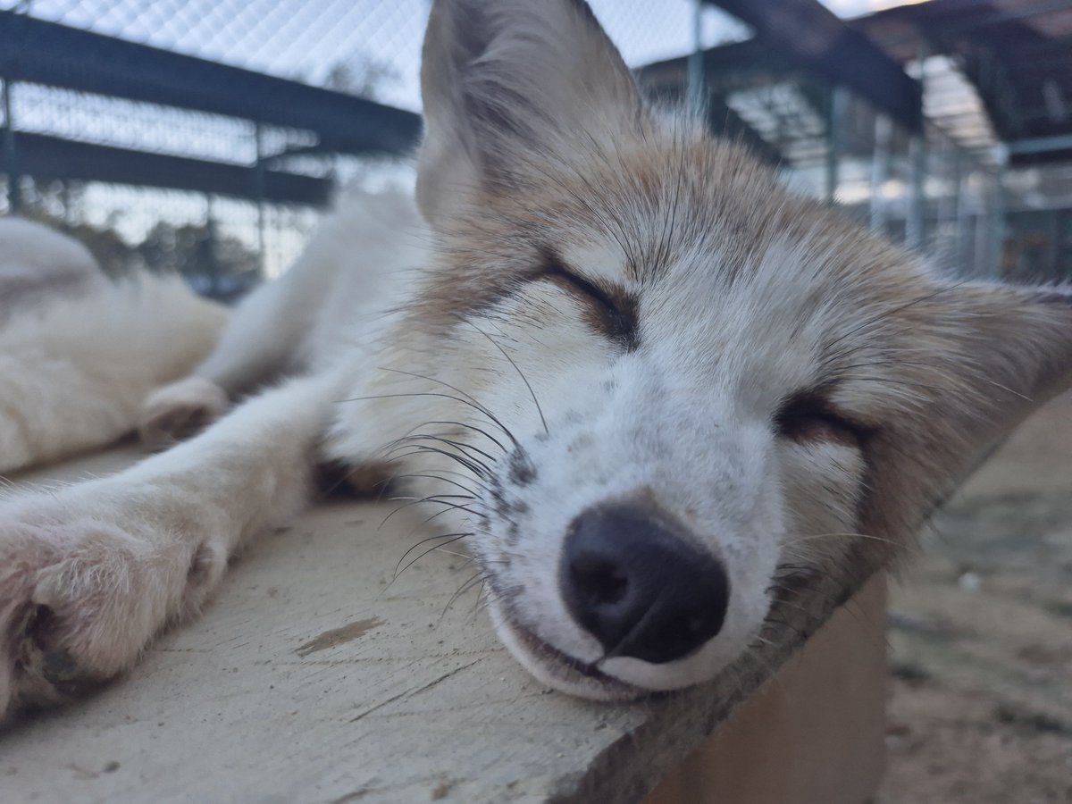 kon_fox_village's tweet photo. ...zzZ https://t.co/i30vQikJ4u