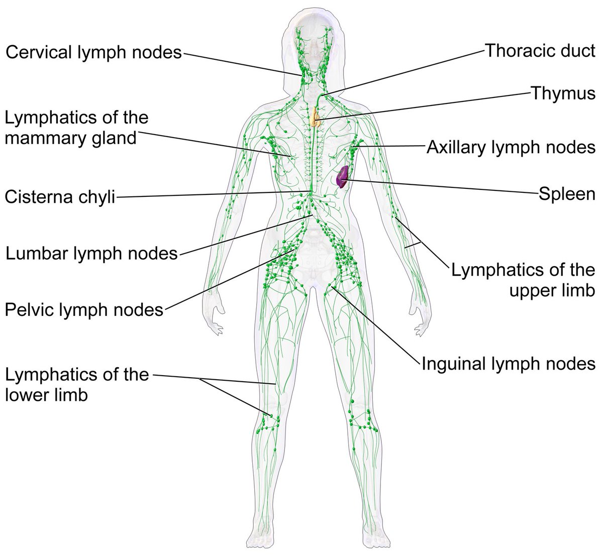 chimprescuer's tweet photo. @CaseySapp @SterlingCooley I see but did you use it in any particular places? I got myself an ultrasound and my wife is asking g where she needs to put it and I haven’t a clue haha. I remember the diagram with lymphatic system. Did you just go spot by spot on the picture? https://t.co/BpNmkDm1md