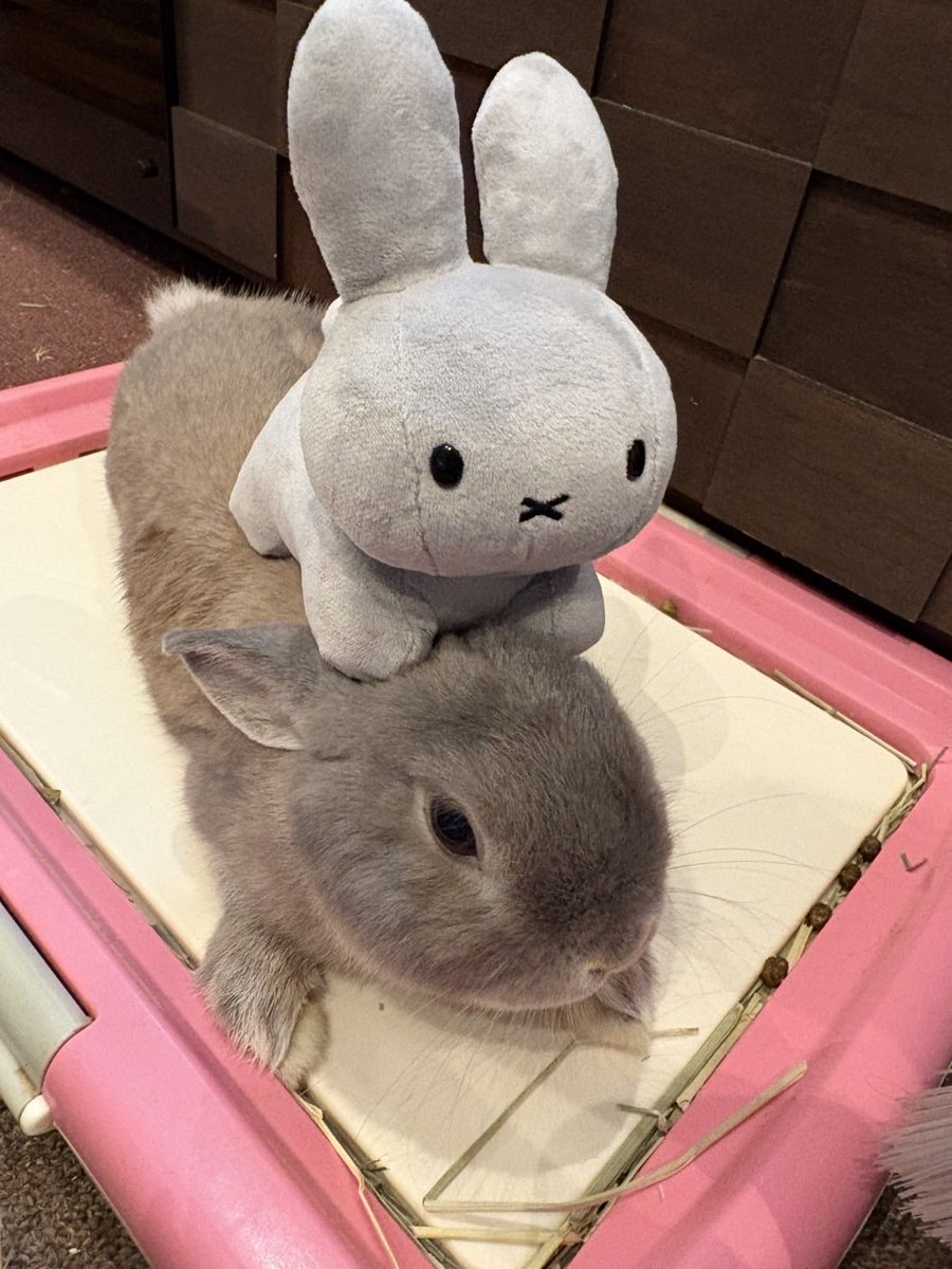 mysweetusagi's tweet photo. 最近相棒ができました🐰🩶 https://t.co/ai21cQI8AE