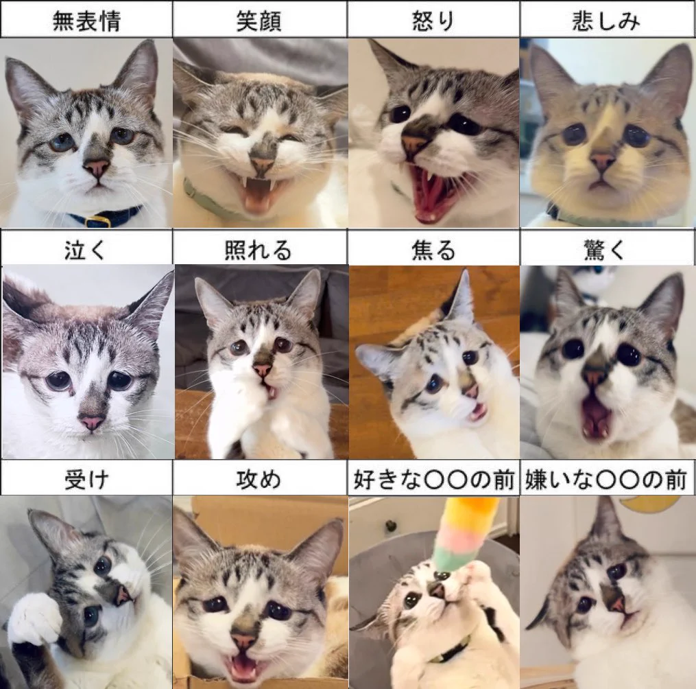 ぴえん猫ミント (@piennekomint) / X
