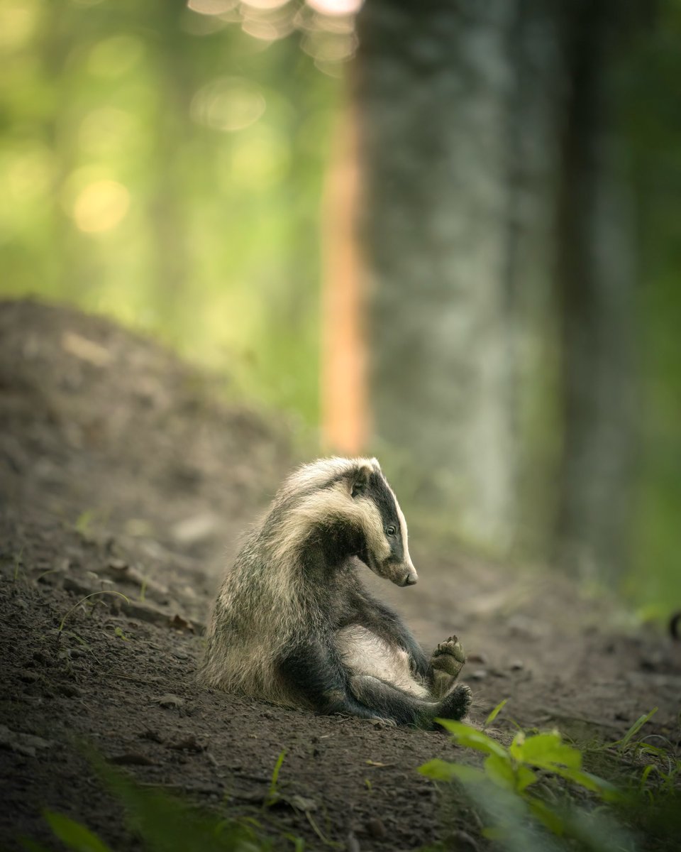 EvolveWildlife's tweet photo. "I’m Done". An exhausted badger cub slumps on a forest slope in Skåne, Sweden, after playing with its siblings near the family sett.

📷 Lukas Andersen https://t.co/kkovBFQekN
