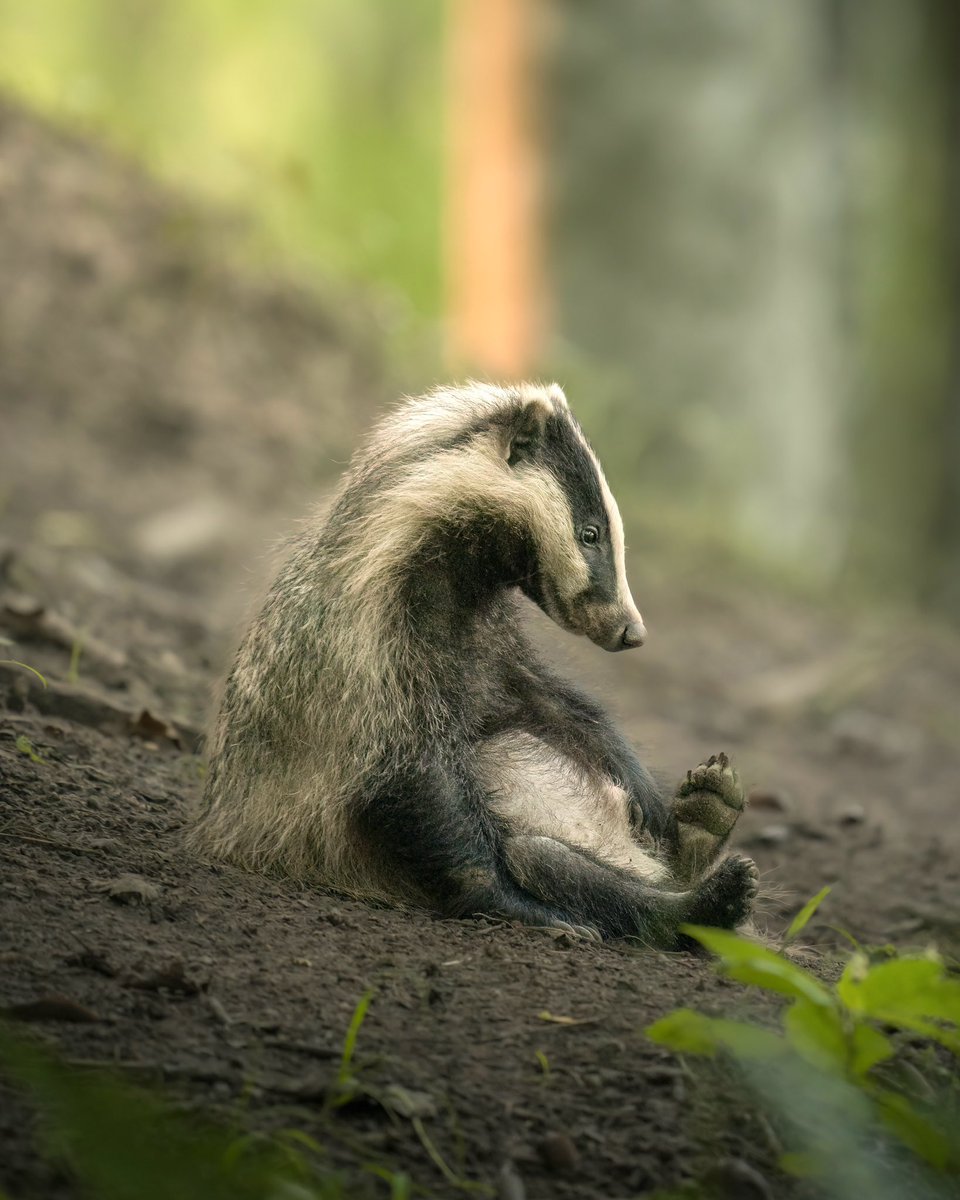 EvolveWildlife's tweet photo. "I’m Done". An exhausted badger cub slumps on a forest slope in Skåne, Sweden, after playing with its siblings near the family sett.

📷 Lukas Andersen https://t.co/kkovBFQekN
