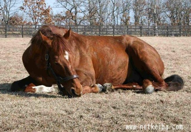 JohnHoll0w's tweet photo. IRL Opera was terrified of mares, even cried during his very first mating session. But Doto on the other hand loves doing it lol https://t.co/1YB8NhEwf9